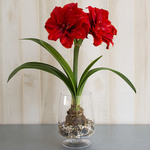  Amaryllis 'Cherry Nymph,' one bulb with footed glass vase kit