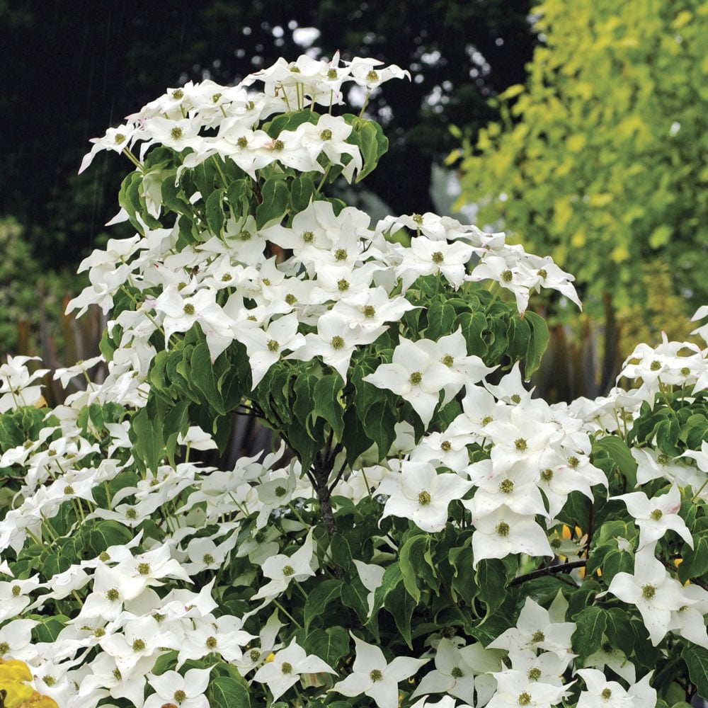 Cornus kousa var. chinensis 'Milky Way' | White Flower Farm