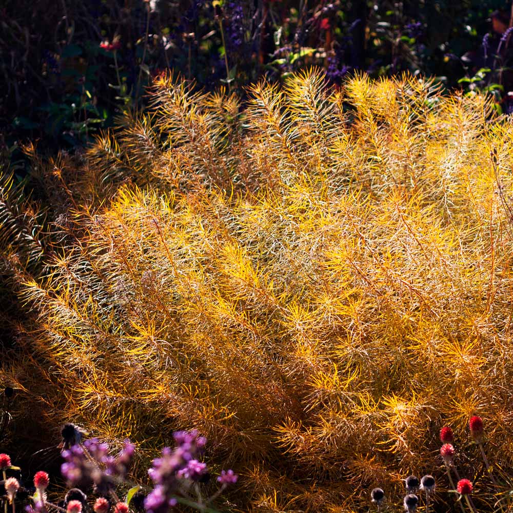 Amsonia hubrichtii