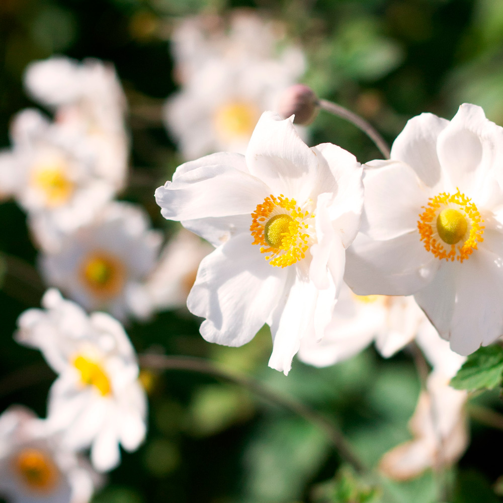 Anemone x hybrida 'Honorine Jobert' | White Flower Farm