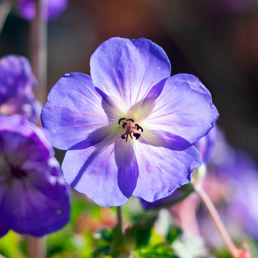 Purple Geranium