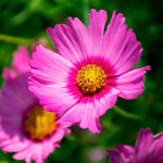  Cosmos bipinnatus 'Pink Popsocks'