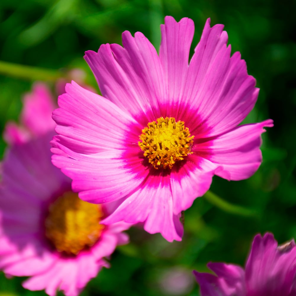 Cosmos bipinnatus 'Pink Popsocks'