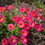  Petunia Crazytunia® Mayan Sunset