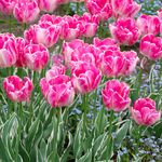 Parrot Tulips