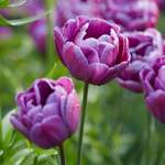 Double-Flowered Tulips