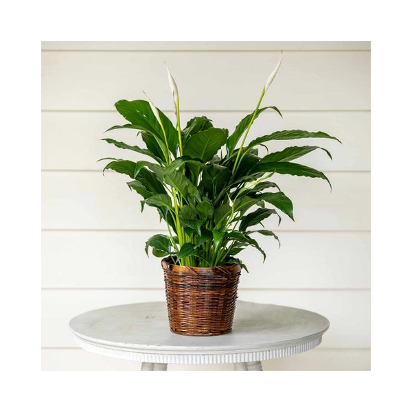 Peace Lily Care