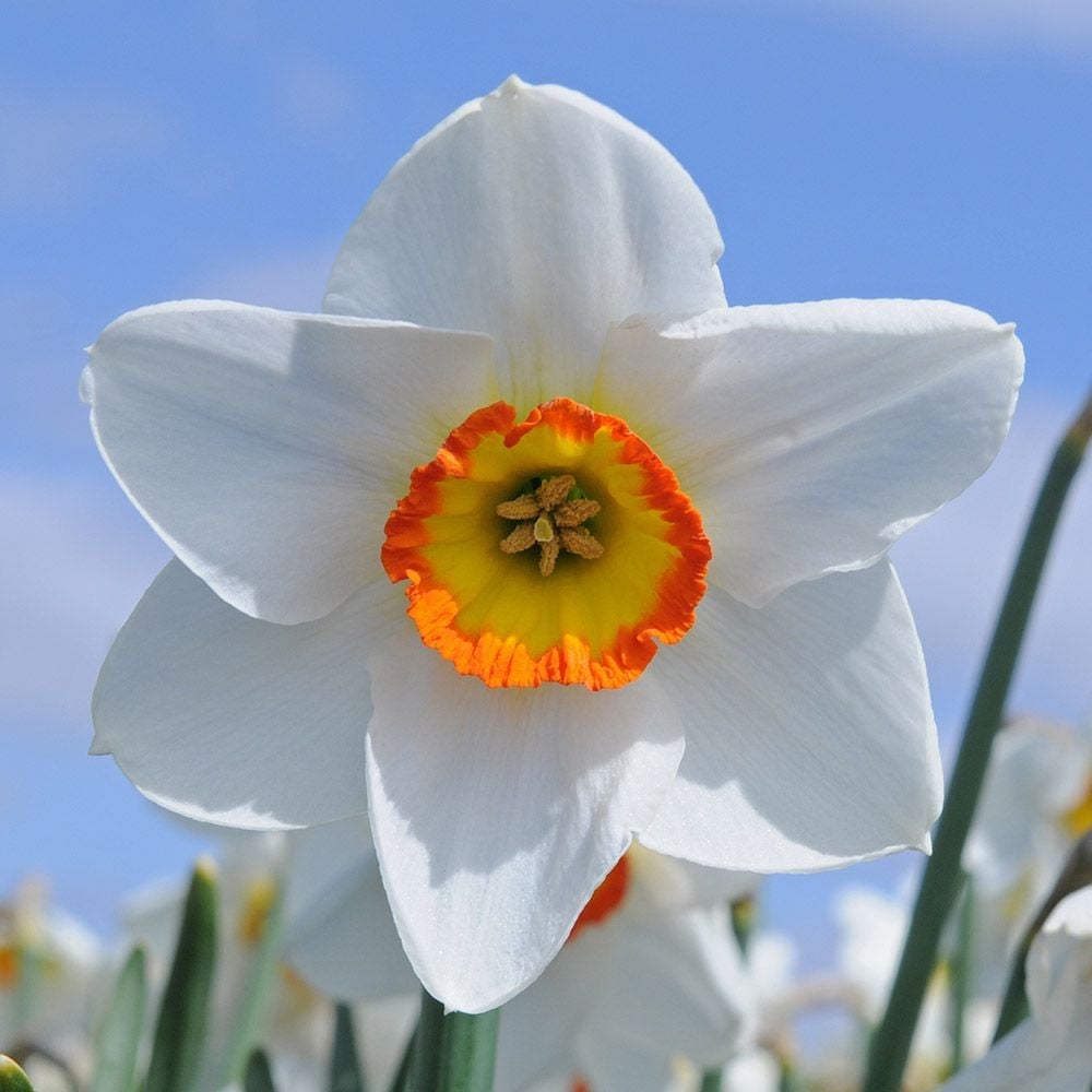 HardtoFind Daffodils White Flower Farm