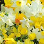 Daffodil Mixes & Collections