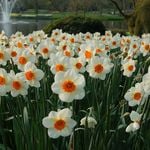 Small-Cupped Daffodils