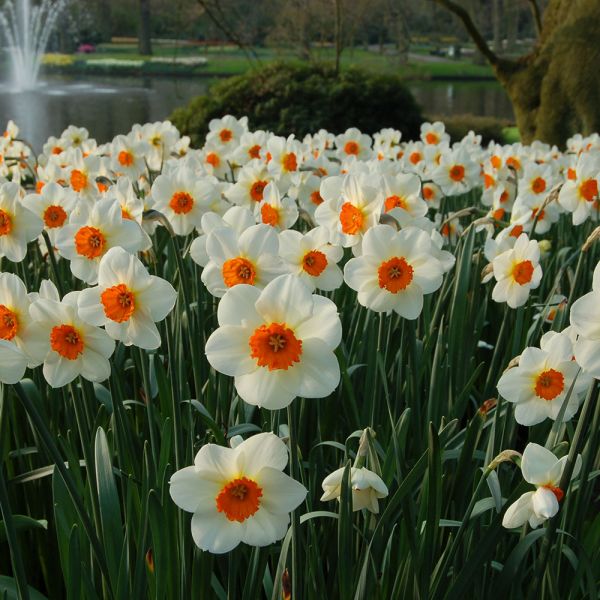 SmallCupped Daffodils White Flower Farm