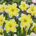 Landscape-Grade Daffodil Bulbs