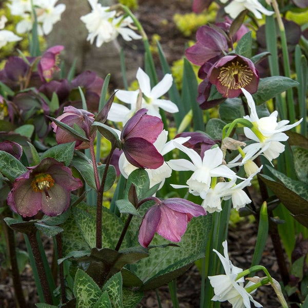 Web-Only Daffodil Varieties