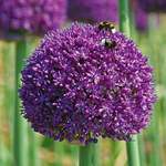 Bulbs for Pollinators