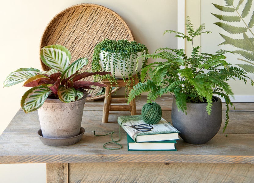 Indoor Gardening