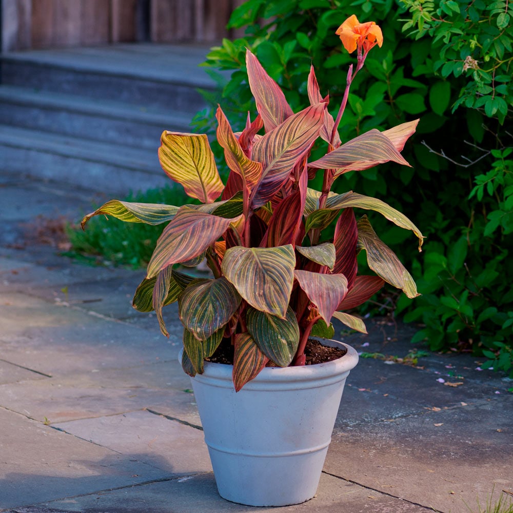 Canna Tropicanna® in Foxcroft Planter