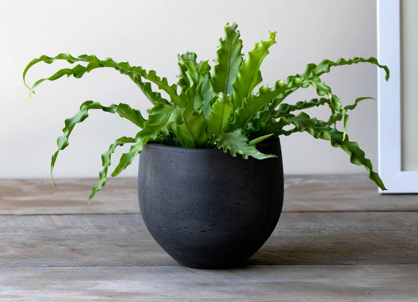 Bird’s Nest Fern Care (Asplenium Nidus)