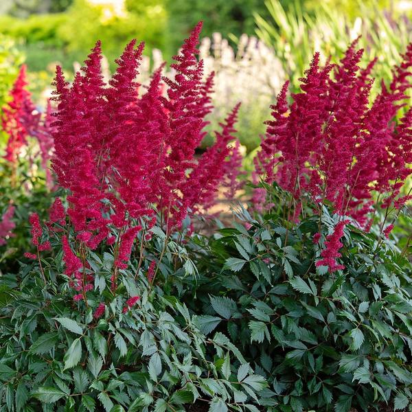 Astilbe x arendsii 'Fanal' White Flower Farm