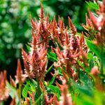  Celosia spicata Celway™ Terracotta