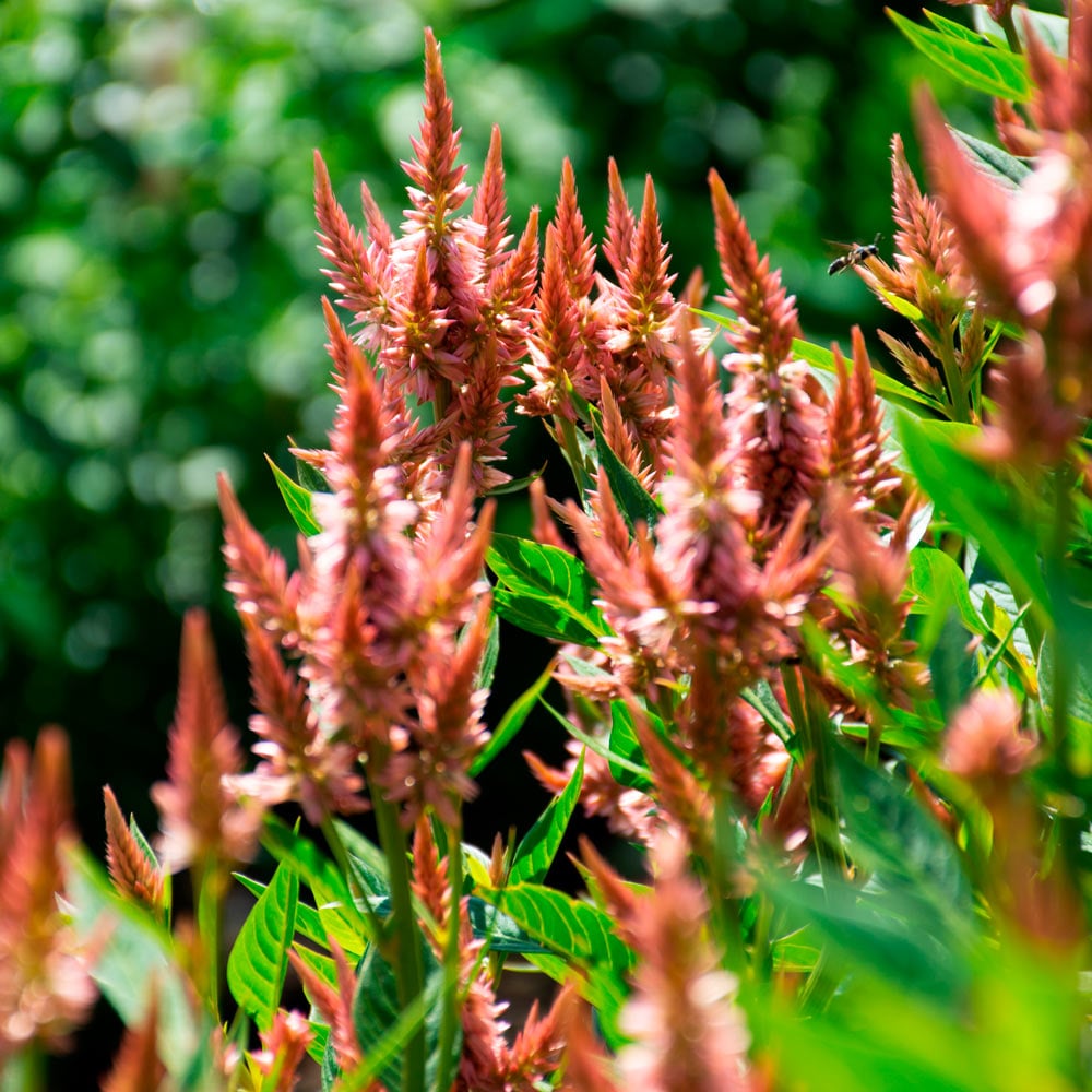 Celosia spicata Celway™ Terracotta