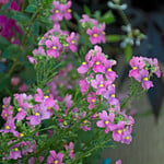  Nemesia fruticans Aromatica™ Rose Pink