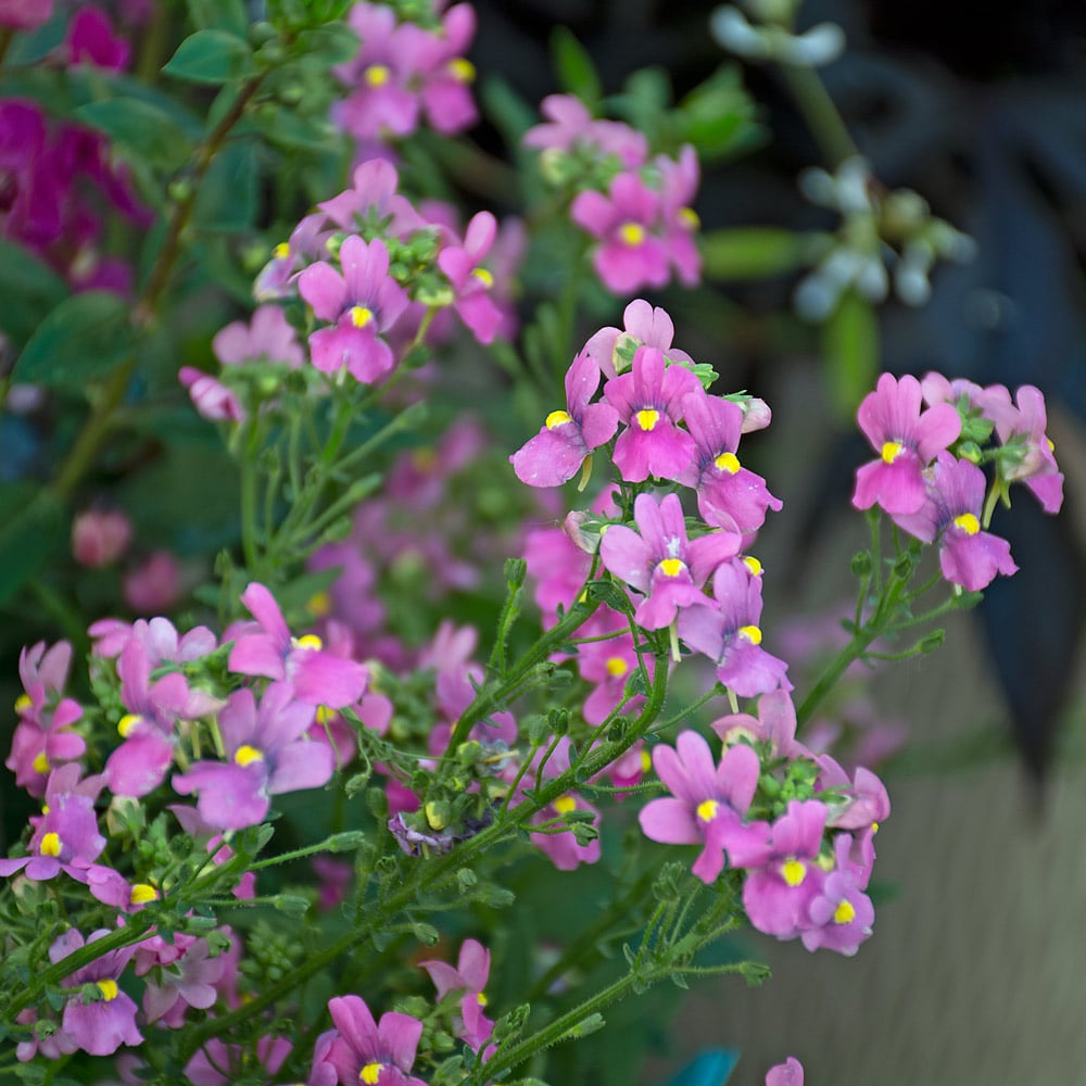 Nemesia fruticans Aromatica™ Rose Pink