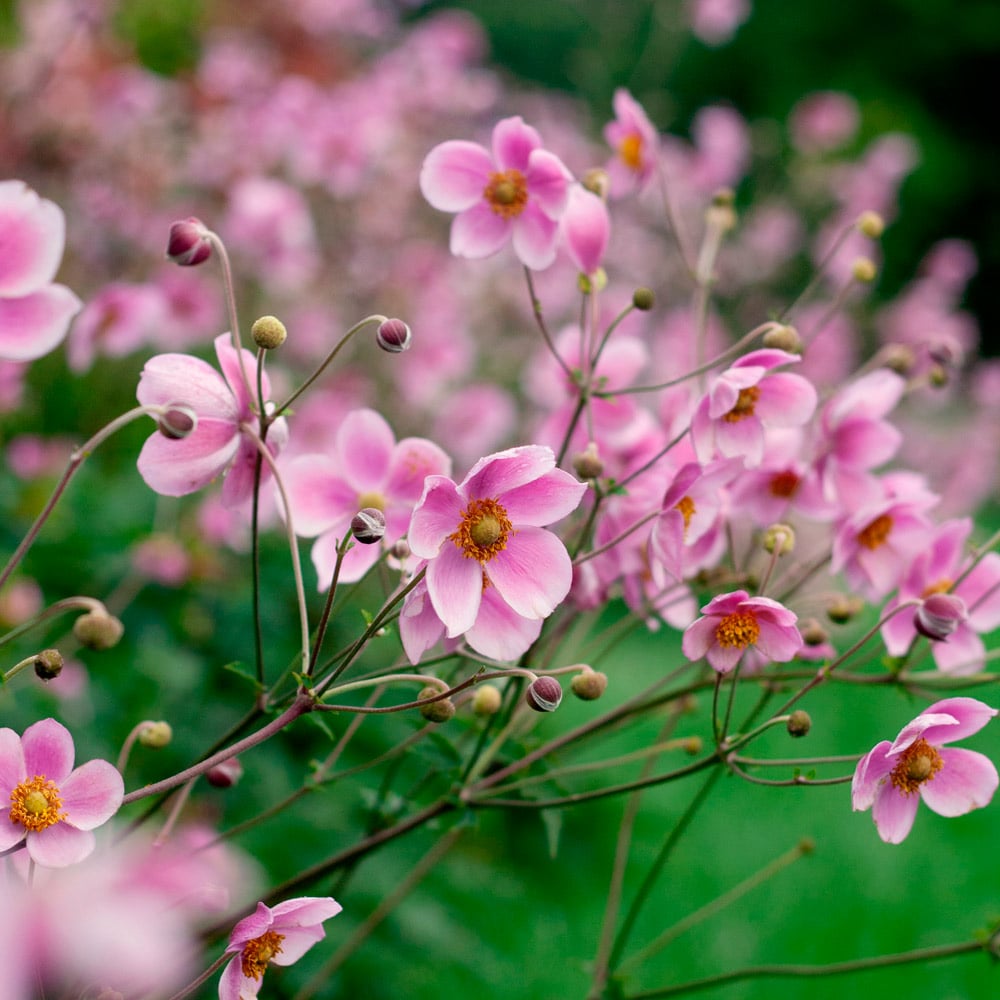 Anemone x hybrida 'Robustissima'