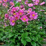 Anemone