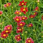 Tickseed