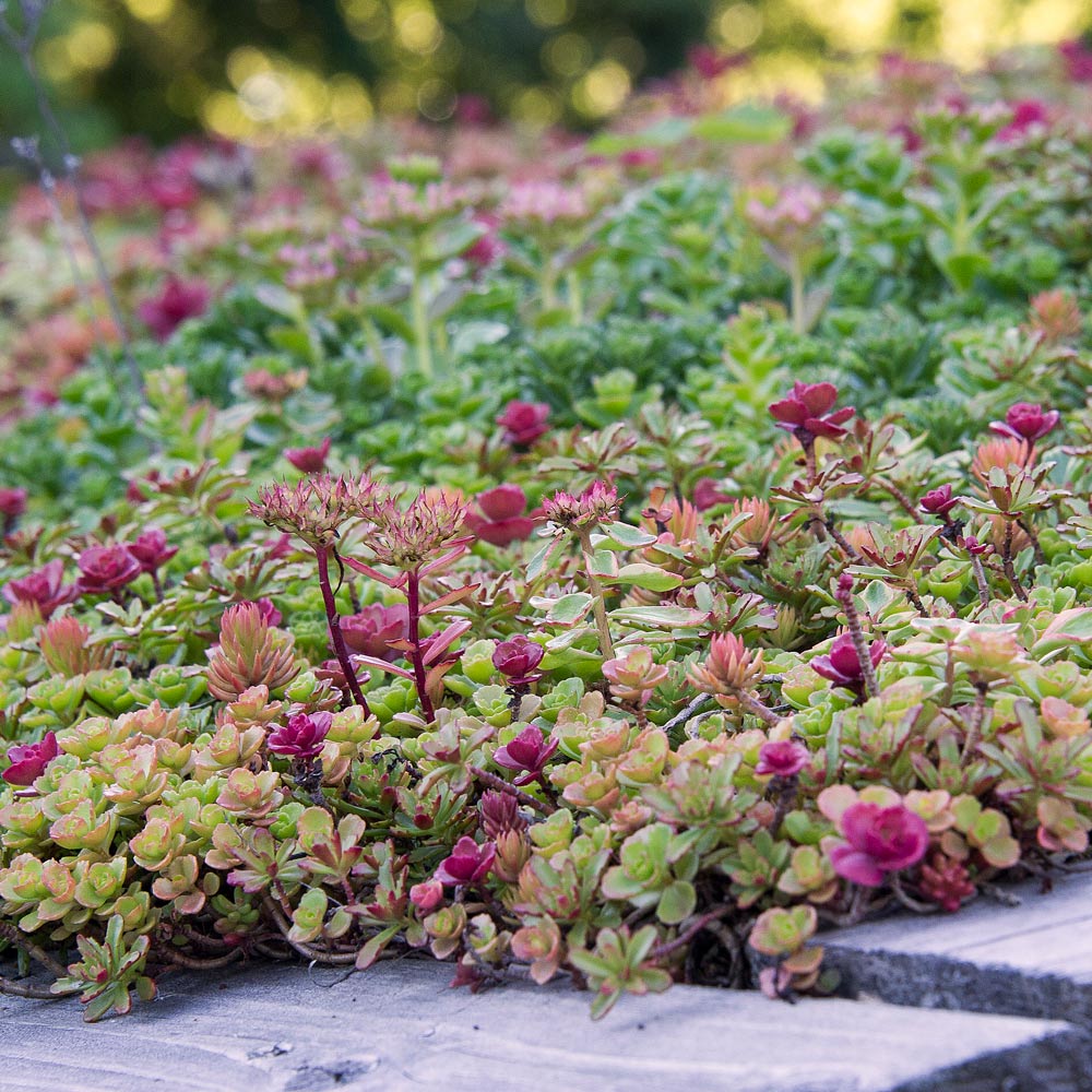 Sedum Tile® Color | White Flower