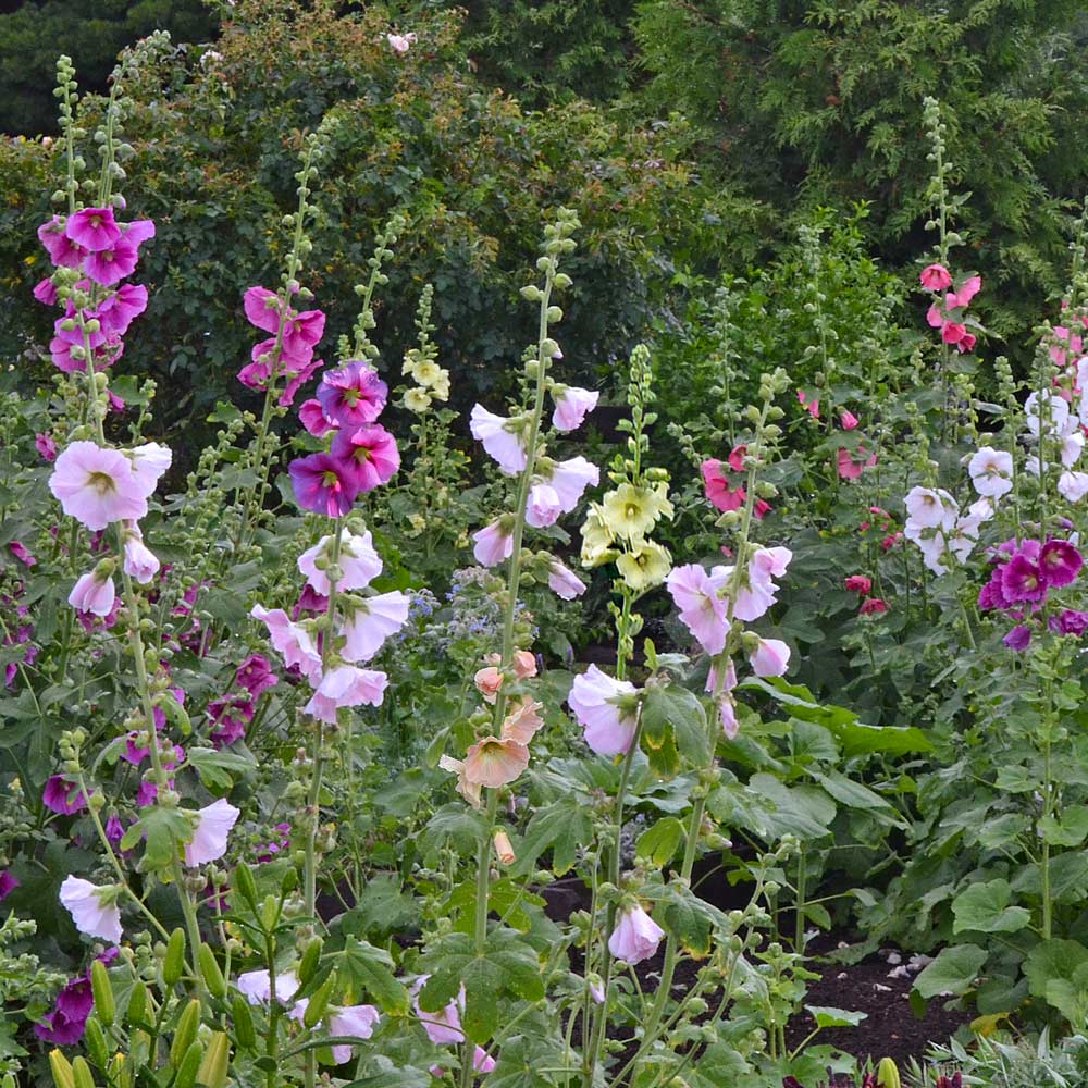 Alcea Perennial Singles