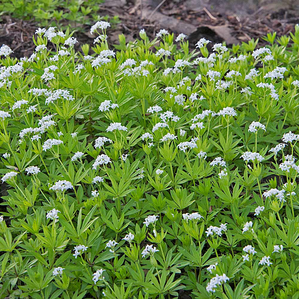 Galium odoratum