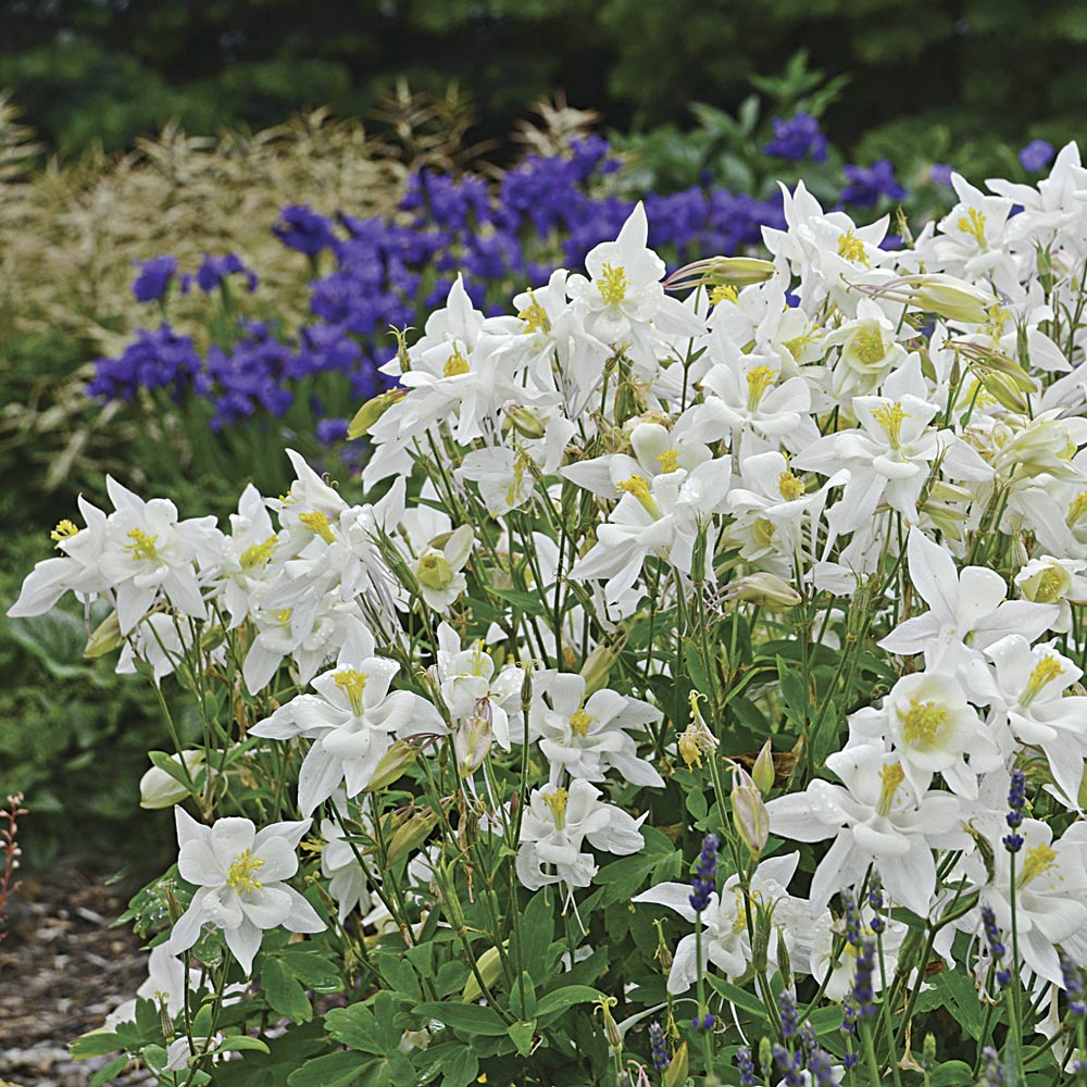 Aquilegia 'Dove'