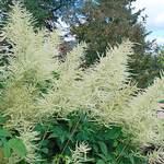  Aruncus dioicus