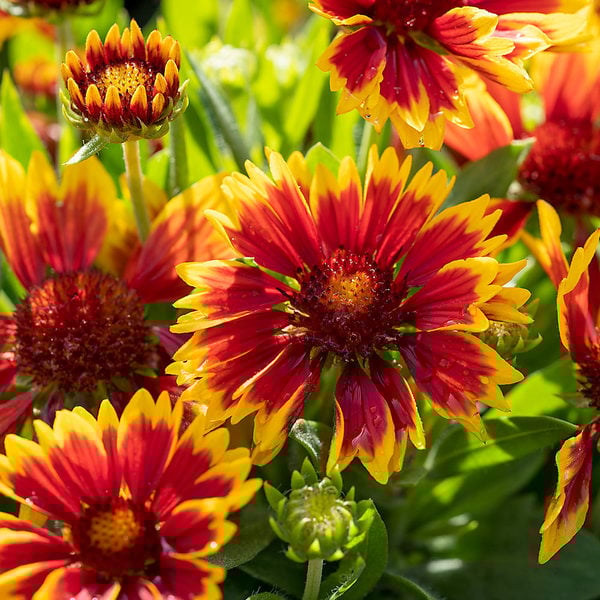 Gaillardia SpinTop® Orange Halo Improved White Flower Farm