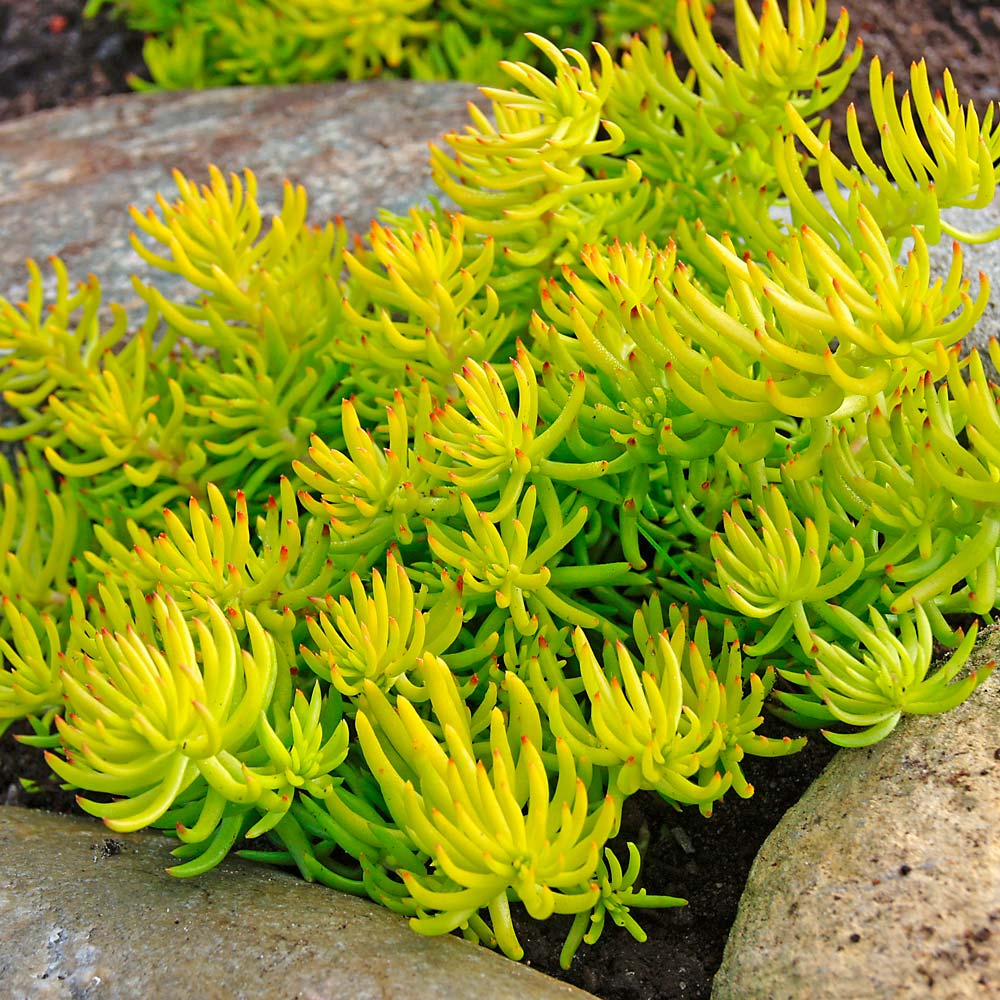 Image of Yarrow (Achillea millefolium) companion plant for sedum angelina