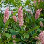 Pollinator-Friendly Shrubs