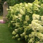 Hydrangeas by Type