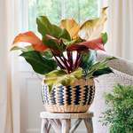 Houseplants with Colorful Foliage