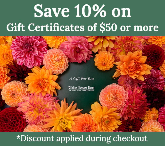 Find Out Now, What Should You Do For Fast flower gift?