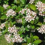  Aronia melanocarpa Low Scape® Mound