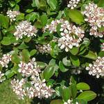  Aronia melanocarpa Low Scape Mound®