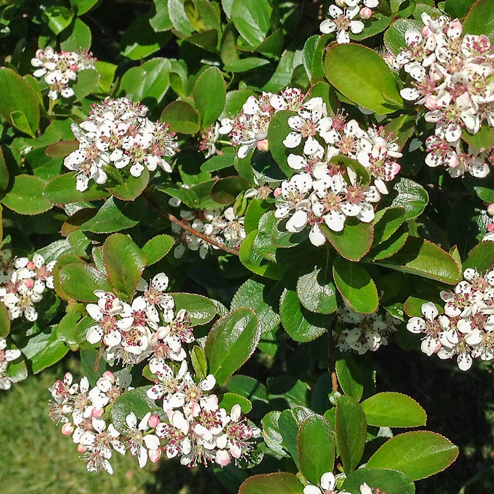 Aronia melanocarpa Low Scape® Mound
