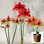  Cinnamon Cybister Amaryllis Trio, 3 bulbs in woven baskets