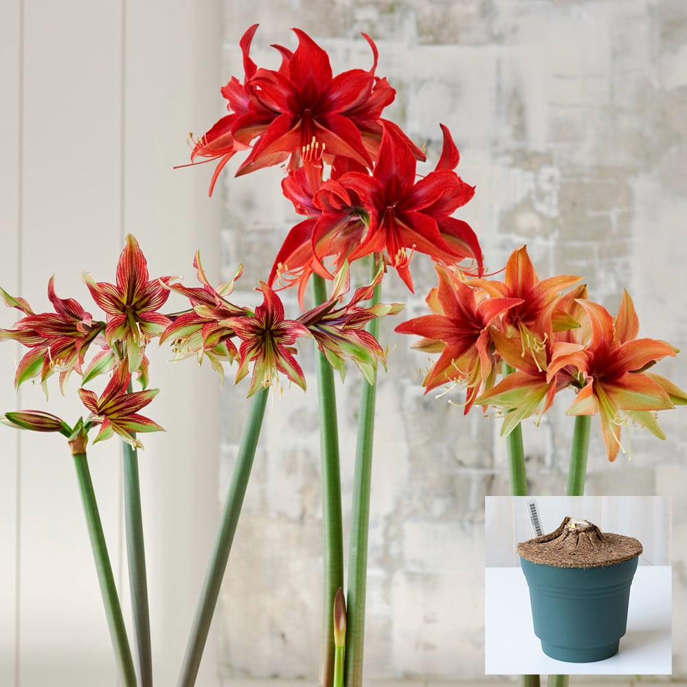Amaryllis Trio Flower Bouquet