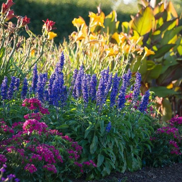5 Best Winter Season Flower Plants you must Grow in Your Garden