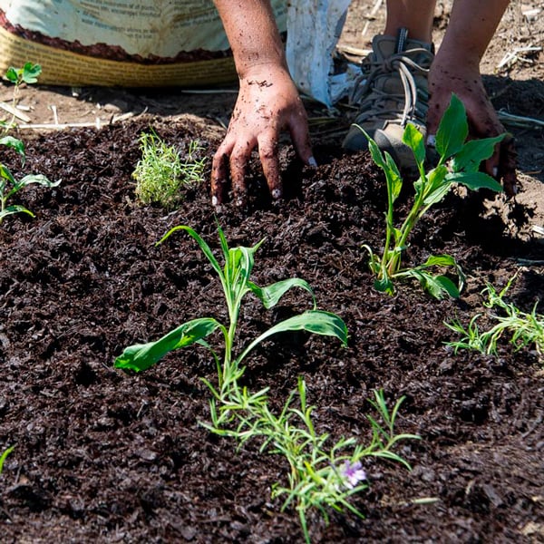 How to Start Gardening