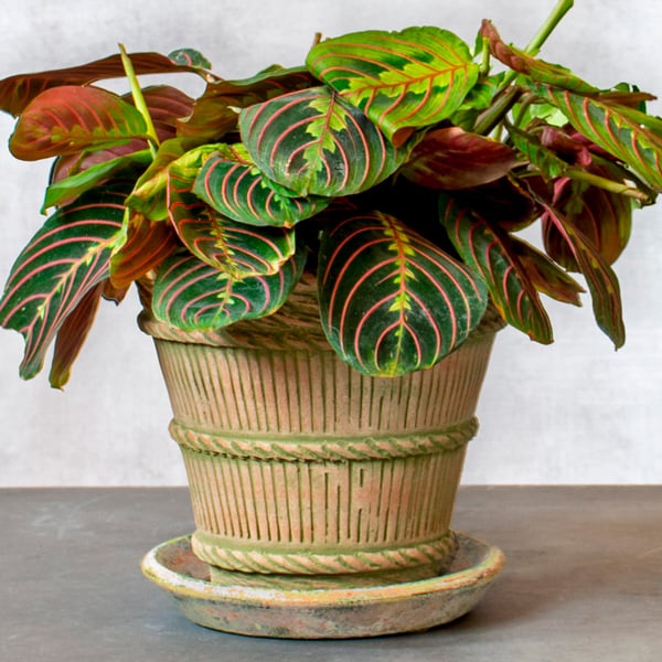 Prayer Plant Care