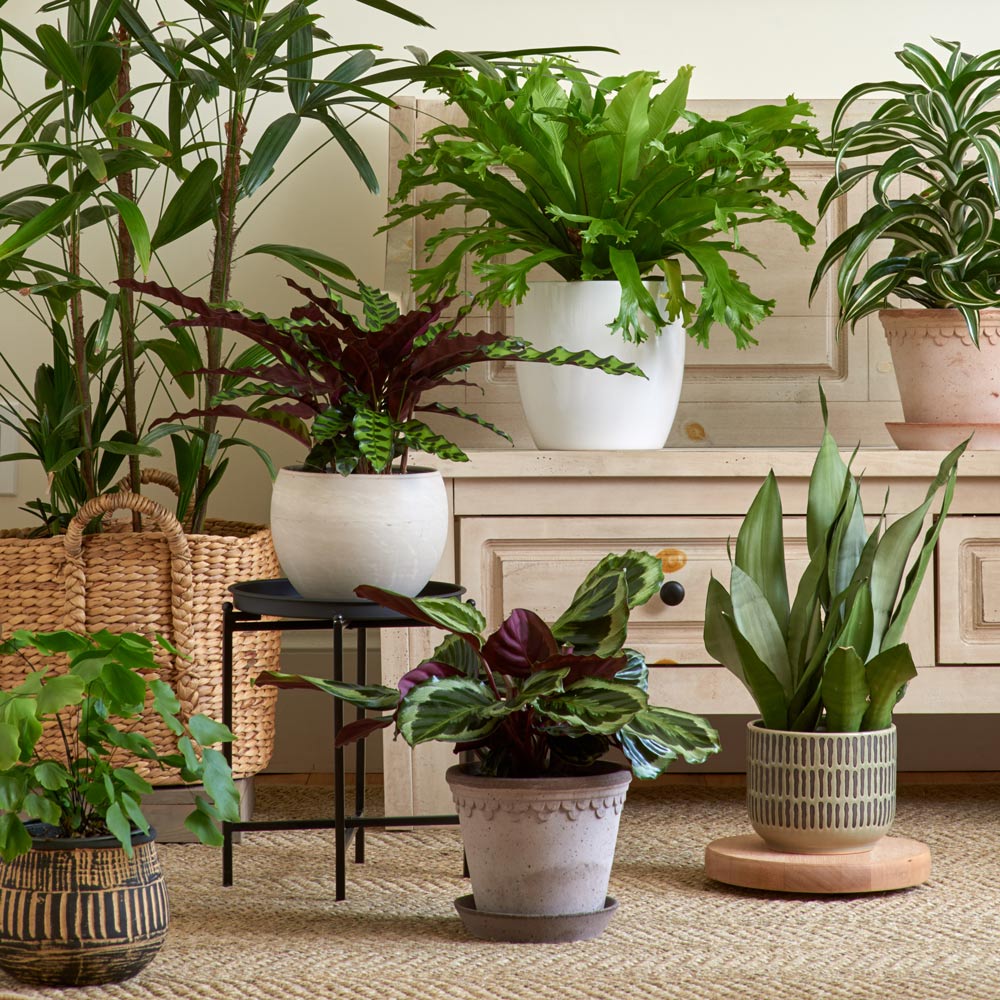 4 Tips for Choosing the Best Containers for Your Houseplants