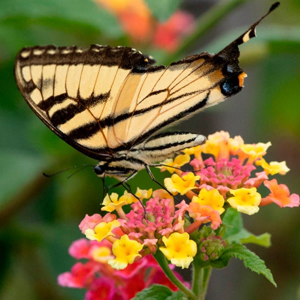 How to Attract Butterflies to Your Garden